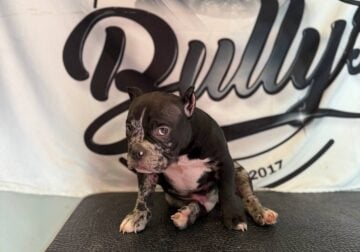 Micro bully