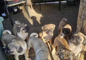 Purebred pugs