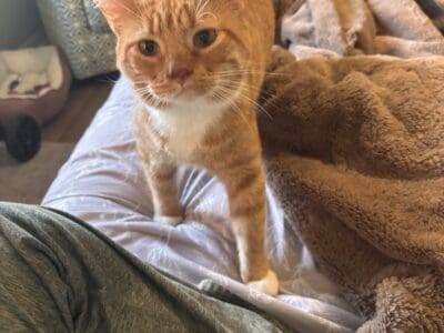 Orange tabby named WALL·E