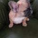 French Bulldog Puppies
