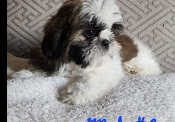 Family raised Shih Tzu puppies
