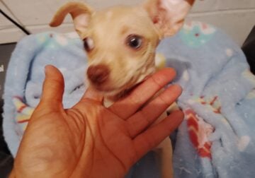 Chihuahua dachshund mix