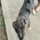 12 week old puppies looking for forever homes