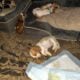 Litter of 8 basset hounds