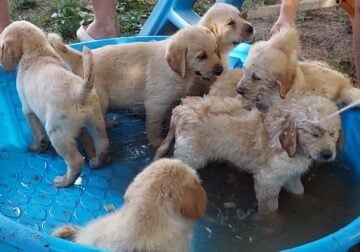 Golden Labradoodle Puppies