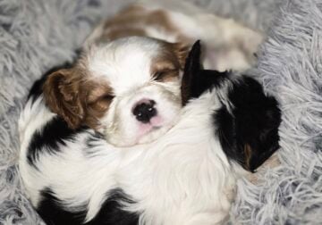 Cavalier King Charles Spaniels need loving home