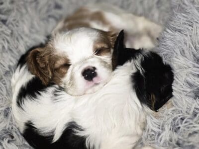 Cavalier King Charles Spaniels need loving home