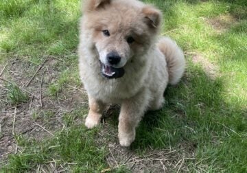 Chow chow