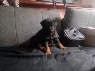 Shepwieler puppy