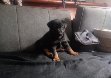 Shepwieler puppy