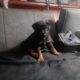 Shepwieler puppy