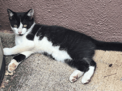 MooMoo and MooMee (Siblings for Adoption)