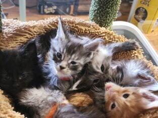 Maine Coon Kittens