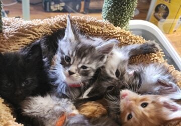 Maine Coon Kittens