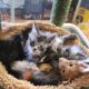 Maine Coon Kittens