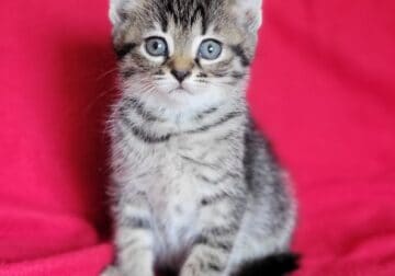 Meet Gracie!