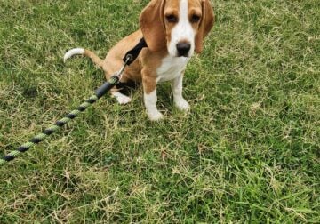Beagle puppy