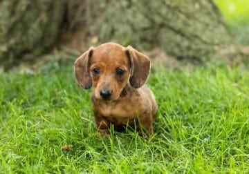 AKC Mini dachshund female puppy in Indiana (Chloe)