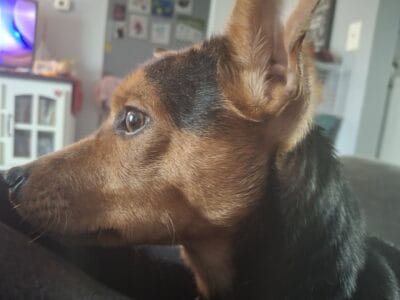 Energentic Chiweenie
