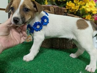 Jack Russell Boys. Prespoiled. SUPER SMART!!!
