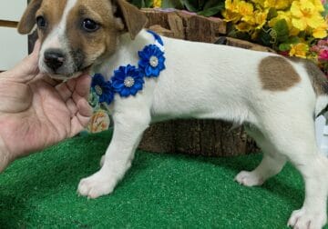 Jack Russell Boys. Prespoiled. SUPER SMART!!!