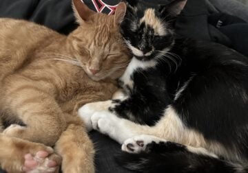 Rehoming