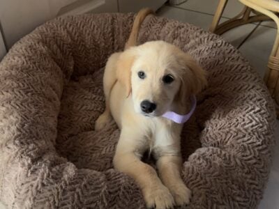 Golden Retriever Puppy