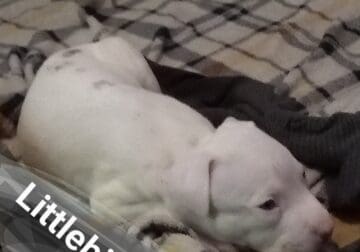 Pitbull puppies for sale