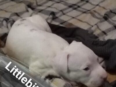 Pitbull puppies for sale
