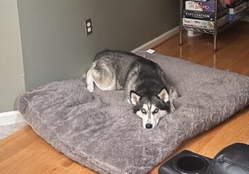Siberian Husky