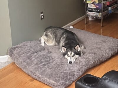 Siberian Husky