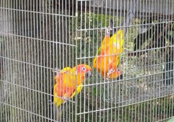 Beautiful Sun conures