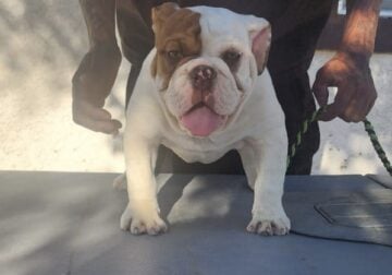 English bulldog puppy