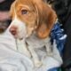Purebred Beagle Male #2
