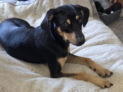 Meet Roxy
