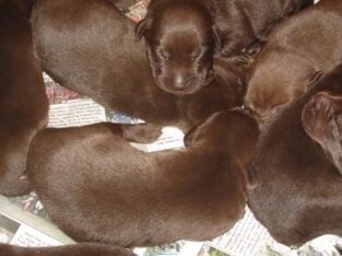 Chocolate Labrador Retriever Puppies AKC