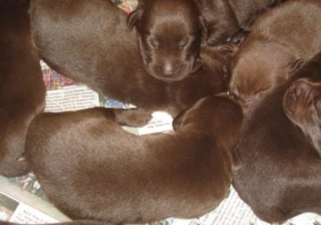 Chocolate Labrador Retriever Puppies AKC