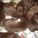 Chocolate Labrador Retriever Puppies AKC