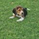 Purebred Beagle puppies – Male #1