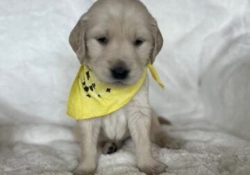 Akc registered golden retrievers
