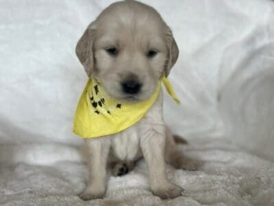 Akc registered golden retrievers