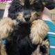 Gorgeous Teddy bear doxiepoo malti pups