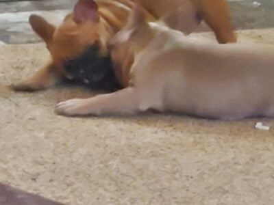 10 week old french bulldog puppies 1 male 1 female