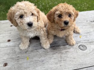 Poochon puppies