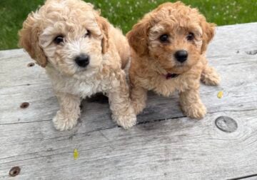 Poochon puppies