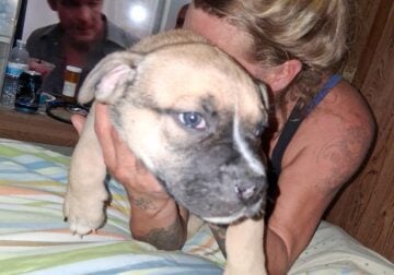 Pitt puppies for sale 100 each our best offer