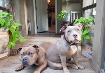 American bully pups
