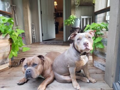 American bully pups