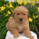 AKC GOLDEN RETRIEVER PUPS