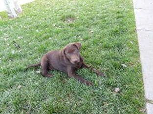 AKC Chocolate Labrador Puppies